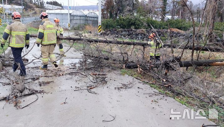 [제주=뉴시스] 4일 오전 제주 서귀포시 강정동에서 강풍에 나무가 쓰러져 소방당국이 안전 조치에 나서고 있다. (사진=제주소방안전본부 제공) 2025.03.04. photo@newsis.com 