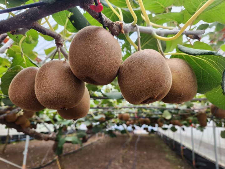 [제주=뉴시스] 국내 육성 품종인 감황. 제주에서는 '하트골드'라는 브랜드로 출하되고 있다. (사진=제주도 제공) photo@newsis.com *재판매 및 DB 금지