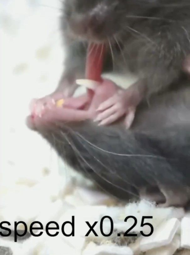 [서울=뉴시스] 2025년 2월 21일 국제 학술지 사이언스지에 게재된 쥐의 응급조치 연구 관련 영상.(사진=엑스 옛 트위터 갈무리) *재판매 및 DB 금지