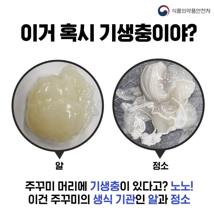 [서울=뉴시스] 4일 식품의약품안전처에 따르면 간혹 주꾸미를 먹다가 주꾸미 생식기관을 기생충으로 오인하는 경우가 있다. 주꾸미 머리 부분에서 보이는 가늘고 긴 생식 기관인 알과 정소를 기생충으로 오인하는 것이다. (사진=식약처 제공) 2025.03.04. photo@newsis.com *재판매 및 DB 금지