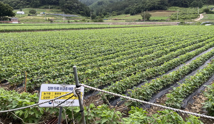 [임실=뉴시스] 임실 논콩 재배단지. *재판매 및 DB 금지
