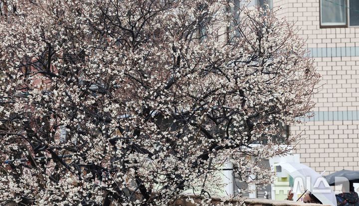 [부산=뉴시스] 하경민 기자 = 봄을 재촉하는 비가 내린 4일 부산 수영구의 한 주택가에서 한 시민이 휴대전화를 활용해 활짝 핀 매화를 촬영하고 있다. 2025.03.04. yulnetphoto@newsis.com