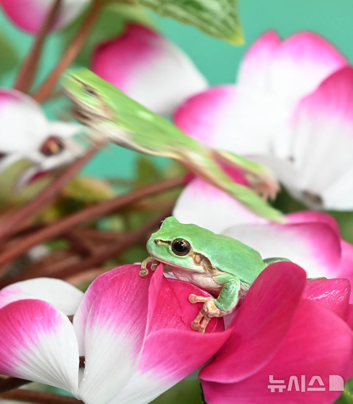 [화성=뉴시스] 김종택 기자 = 절기상 경칩을 하루 앞둔 4일 경기도 화성시 기산동 경기도농업기술원 곤충자원센터에서 청개구리가 싱그러운 봄꽃에 앉아 있다. 2025.03.04. jtk@newsis.com