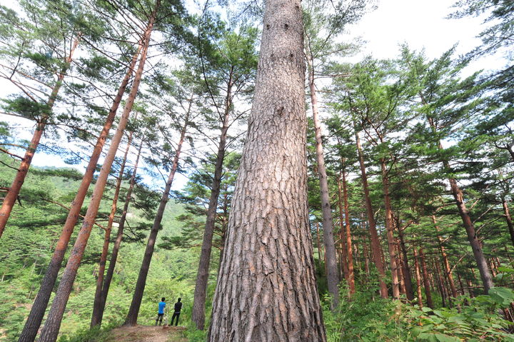[대전=뉴시스] 경북 봉화군의 금강소나무 숲 전경.(사진=산림청 제공) *재판매 및 DB 금지