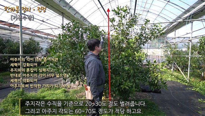 [제주=뉴시스] 제주도 농업기술원이 제작한 감귤류 정지·전정 작업 동영상. (사진=제주도 제공) photo@newsis.com *재판매 및 DB 금지
