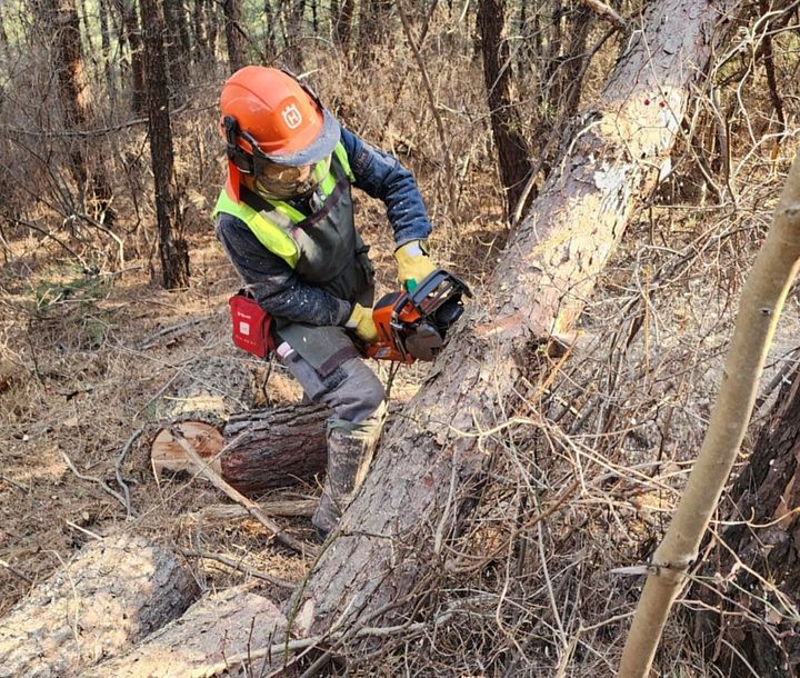 [안동=뉴시스] 소나무재선충병 방제 작업. (사진=경북도 제공) 2025.03.05. photo@newsis.com *재판매 및 DB 금지