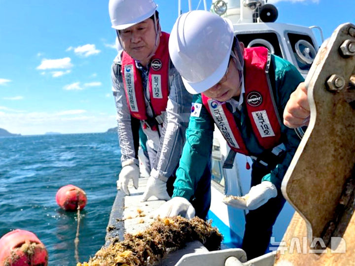 [통영=뉴시스] 신정철 기자= 경남 통영·거제 등 남해안의 '봄의 전령사'인 '도다리쑥국과 멍게비빔밥'이 올해는 멍게 물량의 부족으로 차질을 빚고 있다.아유는 지난해 여름 영상 40도를 웃도는 고수온 여파에 멍게가 대부분 폐사했기 때문이다.사진은 2024년 8월 30일 국립수산과학원 최용석 원장이 통영 멍게양식장에서 피해상황을 점검하고 있는 모습.(사진=뉴시스DB).2025.03.06. sin@newsis.com