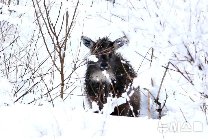 [인제=뉴시스] 서백 기자= 강원 인제군 북면 미시령 산자락에 내려온 아기산양이 봄눈 속에서 얼굴을 내밀고 있다. (사진= 인제군 제공) 2025.3.6. syi23@newsis.com 