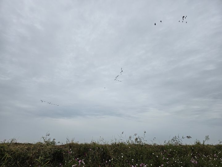 충남권 산발적 비 조금…"강수량 1㎜ 내외"