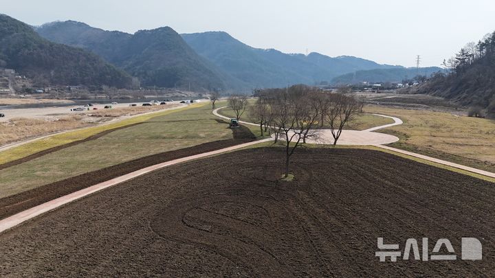 [옥천=뉴시스] 연종영 기자 = 충북 옥천군농업기술센터가 10일 농기계를 동원해 옥천군 동이면 금암리 금강 수변구역 유채꽃 단지를 갈아엎는 경운작업을 벌이고 있다. 옥천군은 2월 한파를 견디지 못하고 얼어죽은 유채를 갈아엎고 새씨앗 300㎏을 재파종하고 있다. 2025.03.10. jyy@newsis.com