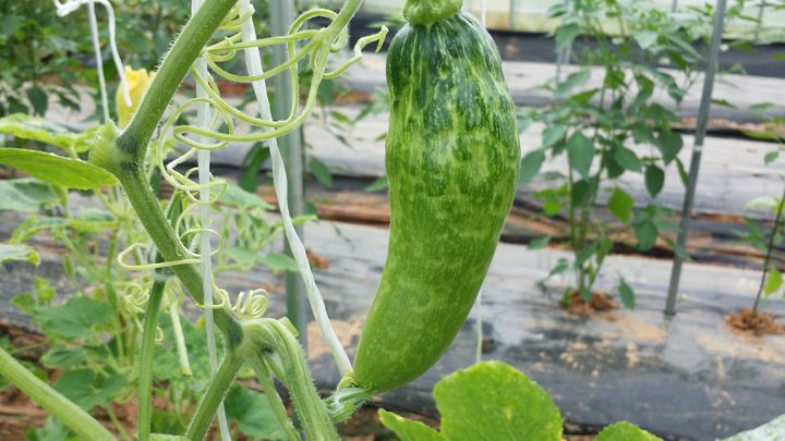 [세종=뉴시스] 호박황화모자이크 바이러스에 감염된 애호박. (사진=농촌진흥청 제공) *재판매 및 DB 금지