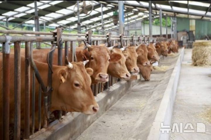 [완주=뉴시스] 김민수 기자= 전북 완주군 한우 농가 모습. *재판매 및 DB 금지