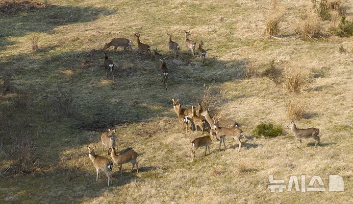 [제주=뉴시스] 임재영 기자 = 9일 오후 제주시 용강동 제주마방목장에 외래종 꽃사슴 20여마리가 무리 지어 먹이활동을 하는 모습을 포착했다. 2025.03.11. ijy788@newsis.com