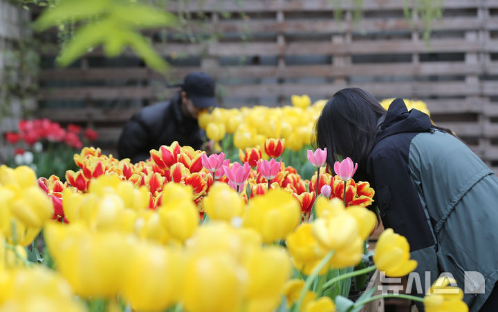 [서귀포=뉴시스] 우장호 기자 = 봄기운이 퍼지는 10일 오전 제주 서귀포시 표선면 보롬왓 실내 정원에 튤립이 피어나 관람객들의 시선을 끌고 있다. 2025.03.10. woo1223@newsis.com