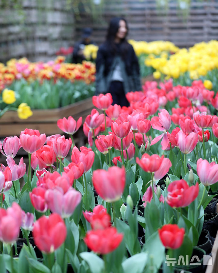 [서귀포=뉴시스] 우장호 기자 = 봄기운이 퍼지는 10일 오전 제주 서귀포시 표선면 보롬왓 실내 정원에 튤립이 피어나 관람객들의 시선을 끌고 있다. 2025.03.10. woo1223@newsis.com