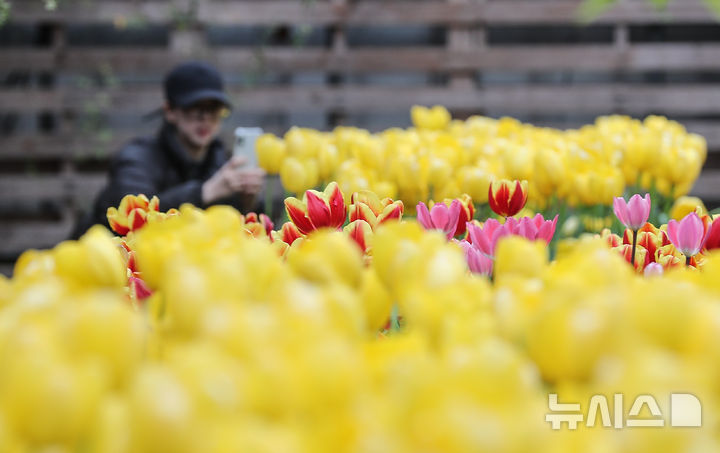[서귀포=뉴시스] 우장호 기자 = 봄기운이 퍼지는 10일 오전 제주 서귀포시 표선면 보롬왓 실내 정원에 튤립이 피어나 관람객들의 시선을 끌고 있다. 2025.03.10. woo1223@newsis.com
