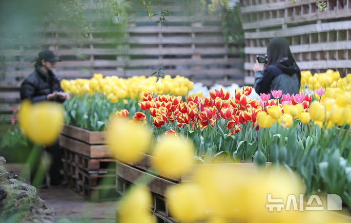 [서귀포=뉴시스] 우장호 기자 = 봄기운이 퍼지는 10일 오전 제주 서귀포시 표선면 보롬왓 실내 정원에 튤립이 피어나 관람객들의 시선을 끌고 있다. 2025.03.10. woo1223@newsis.com
