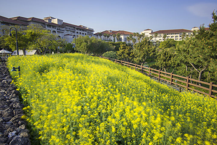 [서울=뉴시스] 제주신라호텔 숨비정원에 만개한 유채꽃. photo@newsis.com *재판매 및 DB 금지
