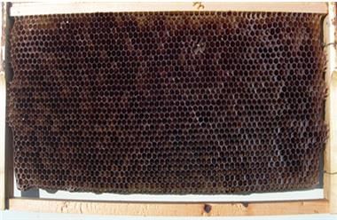 [세종=뉴시스] 전체 수벌 벌집. (사진=농촌진흥청 제공) *재판매 및 DB 금지