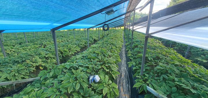 [안동=뉴시스] 철재지주와 ICT 관수관리시스템이 설치된 인삼밭. (사진=경북도 제공) 2025.03.11. photo@newsis.com *재판매 및 DB 금지