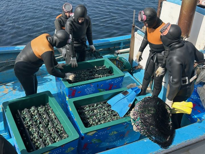 [안동=뉴시스] 11일 경북 동해안에서 어린 전복이 방류되고 있다. (사진=경북도 제공) 2025.03.11. photo@newsis.com *재판매 및 DB 금지