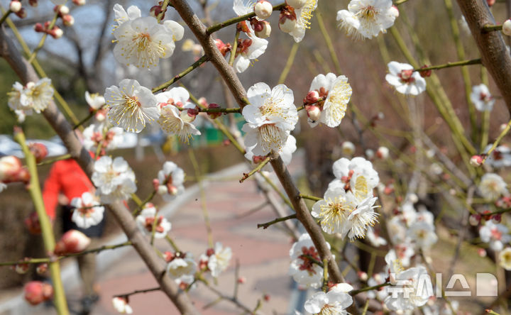 [울산=뉴시스] 배병수 기자 = 완연한 봄날씨를 보인 11일 울산 남구 선암호수공원에 매화꽃이 활짝 펴 봄소식을 전하고 있다. 2025.03.11.bbs@newsis.com.