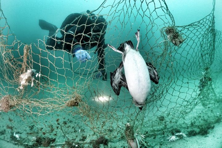 [부산=뉴시스] 폐기된 자망에 얽힌 바다오리 (사진=한국해양과학기술원 제공) 2025.03.12. photo@newsis.com *재판매 및 DB 금지