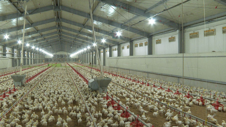 [세종=뉴시스] 농촌진흥청은 12일 가축 면역력이 떨어지기 쉬운 환절기를 맞아 가축사양 및 축사 환경관리에 각별한 주의를 당부했다. 사진은 계사 보온관리 관련 사진. (사진=농진청 제공) *재판매 및 DB 금지