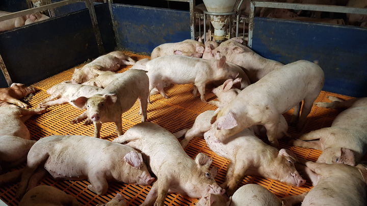 [세종=뉴시스] 농촌진흥청은 12일 가축 면역력이 떨어지기 쉬운 환절기를 맞아 가축사양 및 축사 환경관리에 각별한 주의를 당부했다. 사진은돈사 청결관리 관련 사진. (사진=농진청 제공) *재판매 및 DB 금지