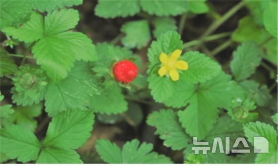 [서울=뉴시스] 산뱀딸기