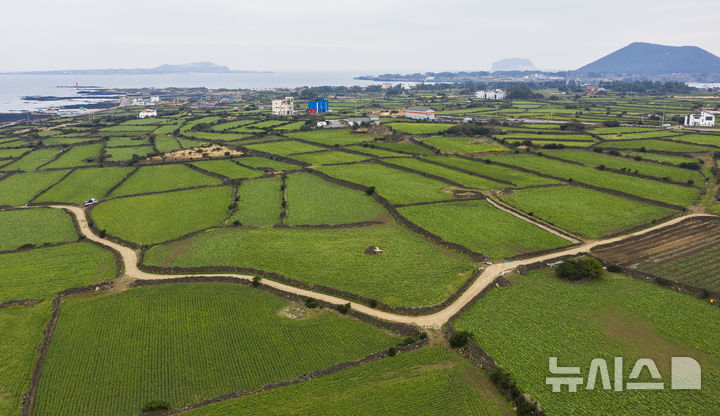 [제주=뉴시스] 임재영 기자 = 제주시 구좌읍 농경지. (사진=뉴시스DB) ijy788@newsis.com