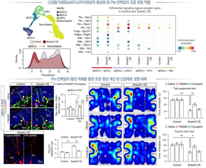 신경줄기세포의 비정상적 활성화 및 Ptn 단백질의 조증 유발 역할, Ptn 단백질의 억제를 통한 조증 증상 개선에 관한 모식도. (사진=동국대 제공) *재판매 및 DB 금지