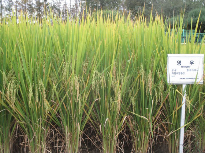[세종=뉴시스] 총체 벼 '영우'. (사진=한국농업기술진흥원 제공) *재판매 및 DB 금지