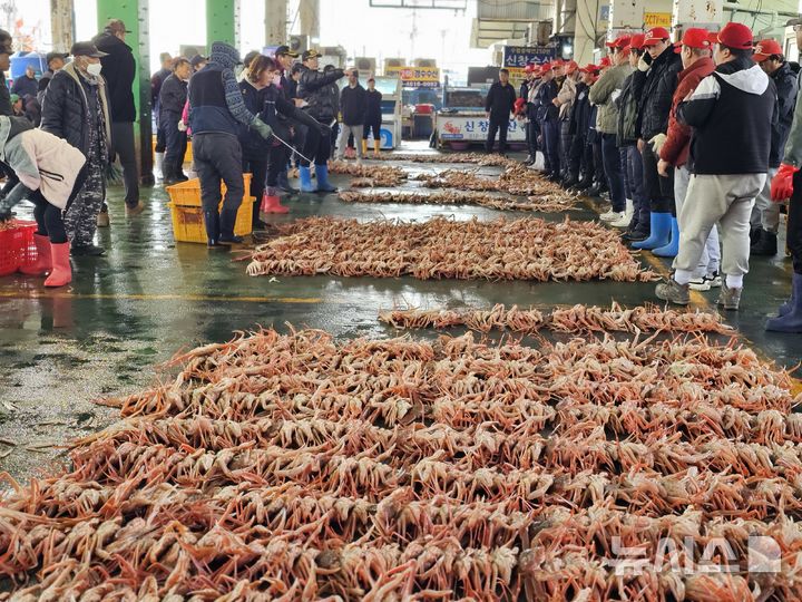 [포항=뉴시스] 송종욱 기자 = 봄꽃이 피어나는 3~4월에 잡힌 대게가 수율이 높고, 가격이 저렴해 대게 먹기에 적기다. 12일 포항시 남구 구룡포수협위판장에서 대게를 위판하는 모습. 2025.03.12. sjw@newsis.com