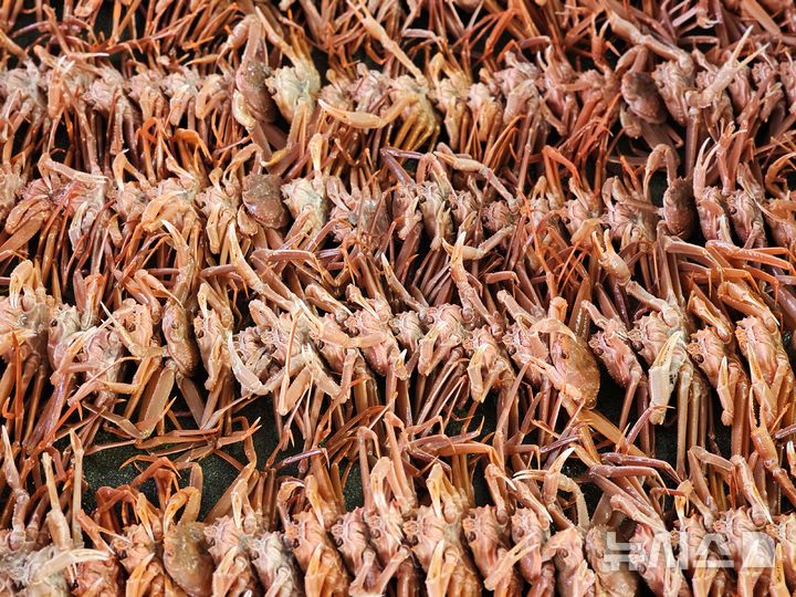 [포항=뉴시스][포항=뉴시스] 송종욱 기자 = 봄꽃이 피어나는 3~4월에 잡힌 대게가 수율이 높고, 가격이 저렴해 대게 먹기에 적기다. 12일 포항 구룡포수협위판장에 경매를 기다리는 대게. 2025.03.12. sjw@newsis.com