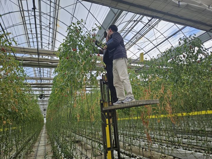 [광주=뉴시스] 화순군은 12일 토마토 농가의 골칫거리인 토마토뿔나방을 막기 위해 집중 방제에 나선다고 밝혔다. (사진=화순군 제공). 2025.03.12. photo@newsis.com *재판매 및 DB 금지