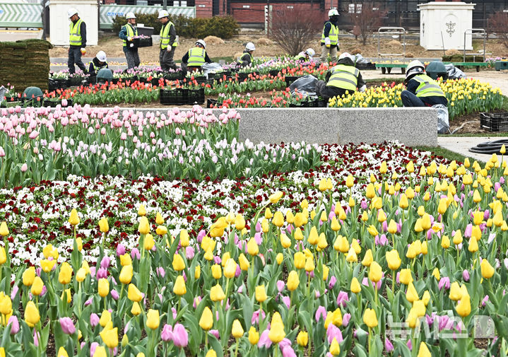 [용인=뉴시스] 김종택 기자 = 에버랜드 튤립축제를 앞둔 12일 경기도 용인시 에버랜드 포시즌스 가든에서 관계자들이 튤립을 옮겨 심는 등 분주하게 움직이고 있다. 이번 축제는 튤립, 수선화 등 100여종 120만 송이의 싱그러운 봄꽃과 함께 오는 21일 개막한다. 2025.03.12. jtk@newsis.com