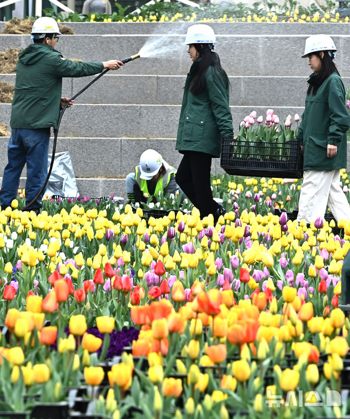 [용인=뉴시스] 김종택 기자 = 에버랜드 튤립축제를 앞둔 12일 경기도 용인시 에버랜드 포시즌스 가든에서 관계자들이 튤립을 옮겨 심는 등 분주하게 움직이고 있다. 이번 축제는 튤립, 수선화 등 100여종 120만 송이의 싱그러운 봄꽃과 함께 오는 21일 개막한다. 2025.03.12. jtk@newsis.com