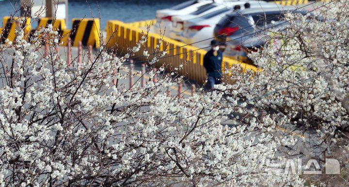 [부산=뉴시스] 하경민 기자 = 완연한 봄 날씨를 보인 12일 부산 영도구의 한 도로변 화단에서 매화가 활짝 펴 시민들의 눈길을 사로잡고 있다. 2025.03.12. yulnetphoto@newsis.com