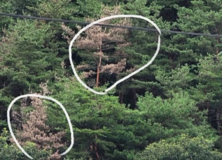 [춘천=뉴시스] 13일 강원특별자치도(도지사 김진태)는 이날 춘천시 남면 가정리 도교육청 학생교육원에서 소나무재선충병 방제 대책회의를 개최한다 고 밝혔다. 사진은 지난해 홍천지역 국도 5호선 주변 소나무재선충병 발생 모습. syi23@newssis.com *재판매 및 DB 금지