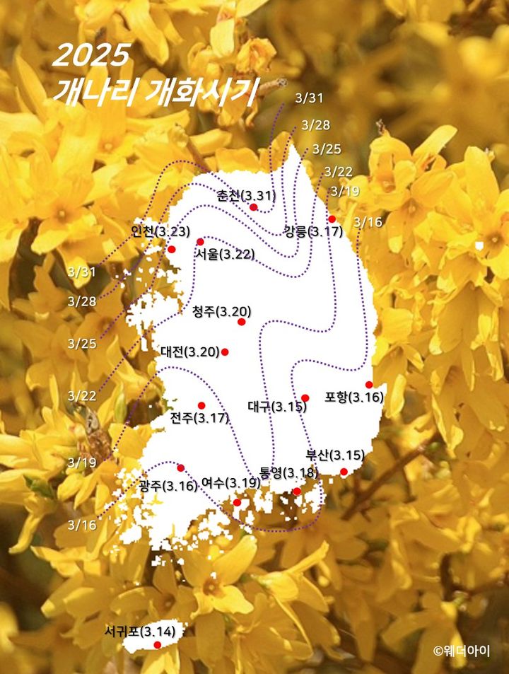 [서울=뉴시스] 개나리 개화 시기. (출처=웨더아이) 2025.03.14. photo@newsis.com *재판매 및 DB 금지