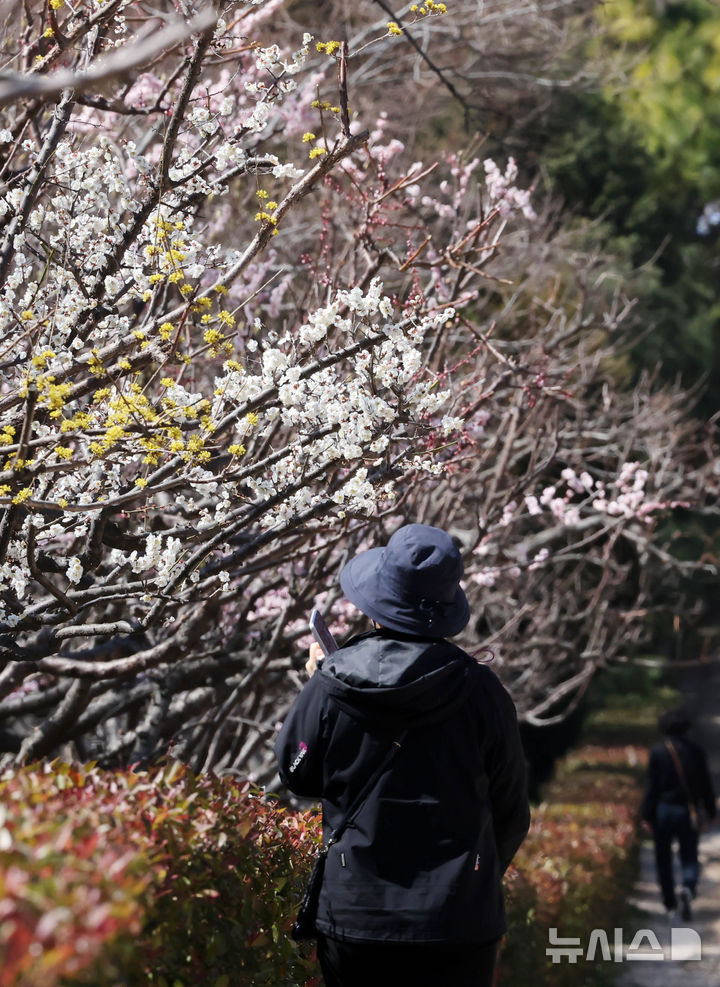 [부산=뉴시스] 하경민 기자 = 완연한 봄 날씨를 보인 3월 14일 부산 남구 대연수목원에 산수유, 매화 등이 활짝 펴 시민들의 눈길을 사로잡고 있다. (사진은 기사와 관련이 없습니다.)2025.03.14. yulnetphoto@newsis.com