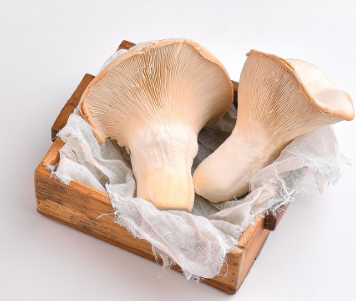 농촌진흥청이 자체 개발한 새로운 느타리버섯 품종이 큰느타리보다 좋은 식감과 크기로 소비자의 호응을 얻고 있다고 16일 밝혔다. 사진은 새로운 품종인 '크리미'. (사진 = 농진청 제공) 2025.03.15. *재판매 및 DB 금지