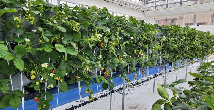 [안동=뉴시스] 딸기 수직재배. (사진=경북도 제공) 2025.03.16. photo@newsis.com *재판매 및 DB 금지