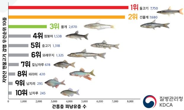 [세종=뉴시스] 간흡충 감염 위험 자연산 민물고기(사진=질병청) *재판매 및 DB 금지