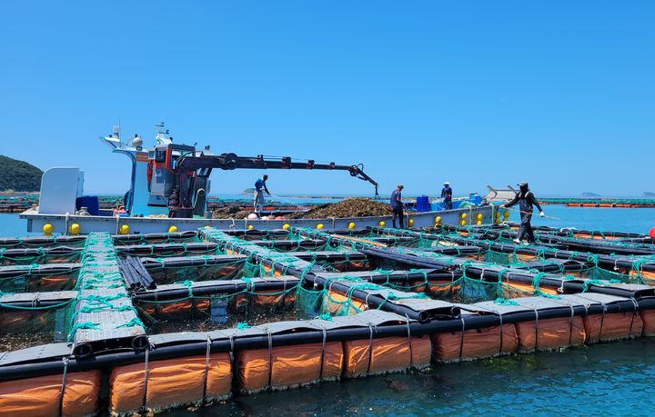 [무안=뉴시스] 전복 양식장 (뉴시스DB) *재판매 및 DB 금지