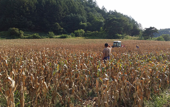 영월 밭작물 채종단지 모습.(사진=영월군 제공) *재판매 및 DB 금지