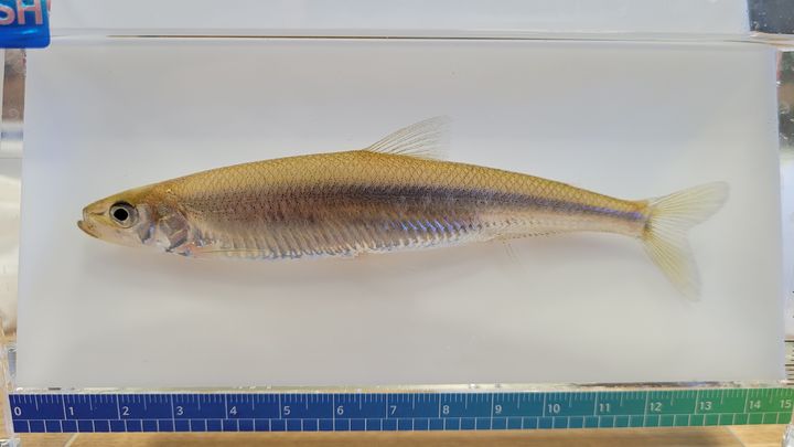 [안동=뉴시스] 빙어 암컷. (사진=경북도 제공) 2025.03.17. photo@newsis.com *재판매 및 DB 금지