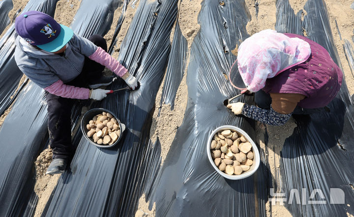 [인천=뉴시스] 전진환 기자 = 인천 남동구의 한 농장에서 작업자들이 밭에 씨감자을 심고 있다. 2025.03.17. amin2@newsis.com