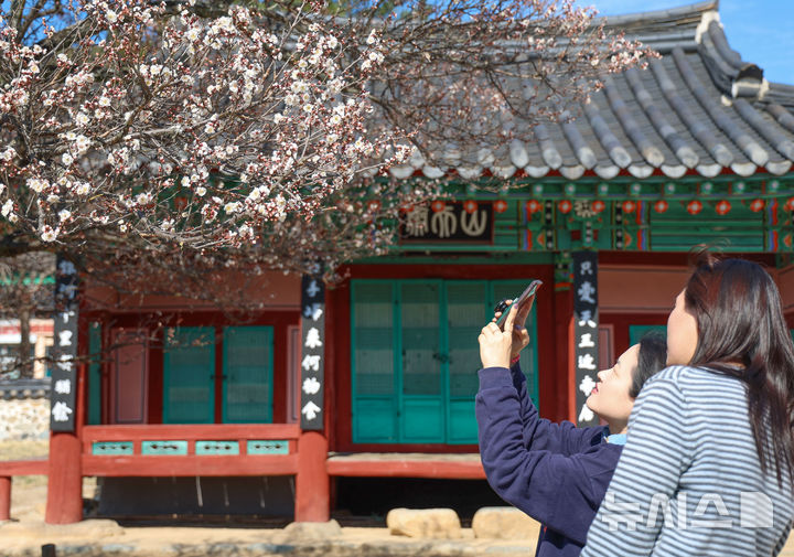 [산청=뉴시스] 18일 경남 산청군 시천면 산천재의 남명매가 꽃샘추위를 이겨내고 꽃망울을 터트렸다. 남명매는 실천 유학의 대가 남명 조식 선생이 61세이던 명종 16년(1561년)에 직접 심은 것으로 전해진다. (사진= 산청군 제공) 2025. 03. 18. shw1881@newsis.com